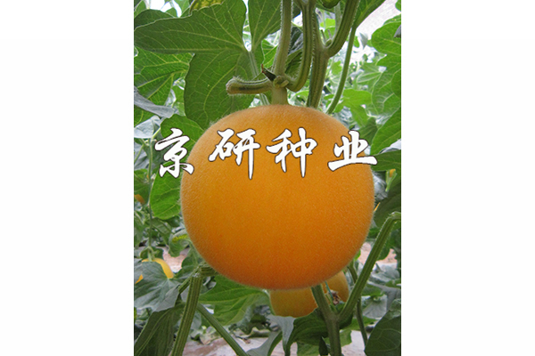 京玉太陽(yáng)