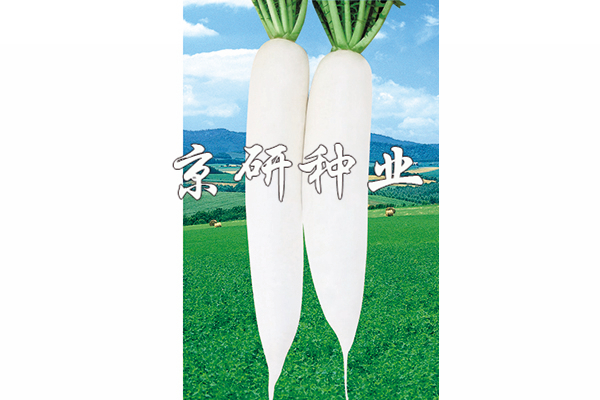 天麗1號(hào)