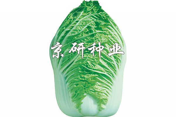 北京大牛心