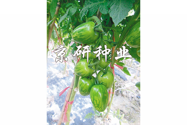京番中彩1號(hào)