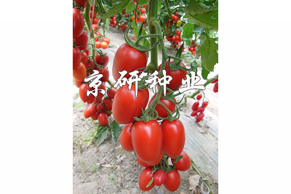 京番紅羅2號(hào)