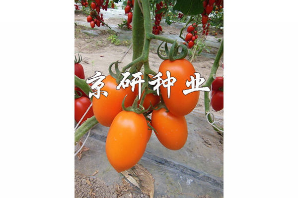 京番黃羅1號(hào)