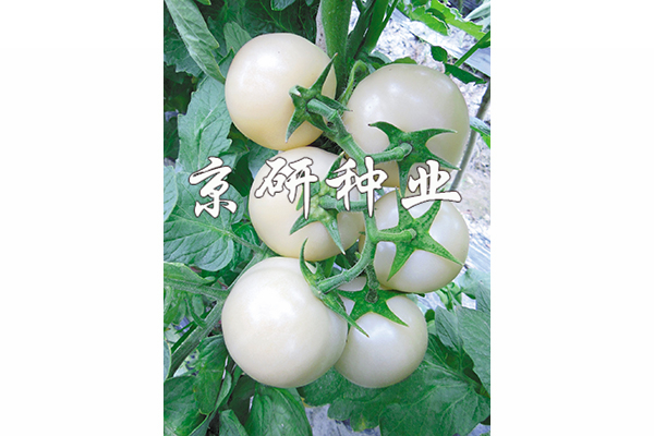 京番白玉堂
