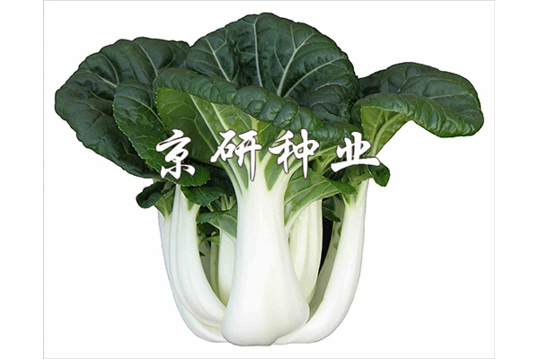 新奶白3號(hào)